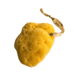 Nested | Fina Silk Natural Sea Sponge XL